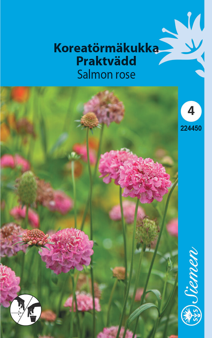 Koreatörmäkukka Salmon Rose