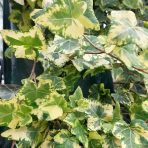 Hedera helix Golden Kolibri