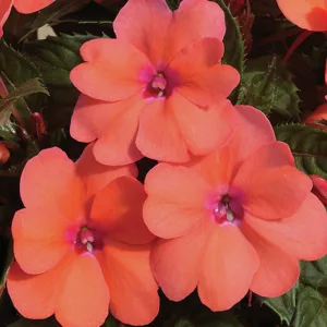 Impatiens x Neu-Guinea SunPatiens® Compact Coral Pink