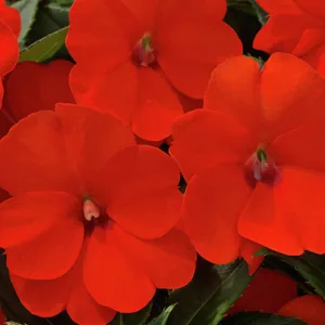 Impatiens x Neu-Guinea SunPatiens® Compact Electric Orange