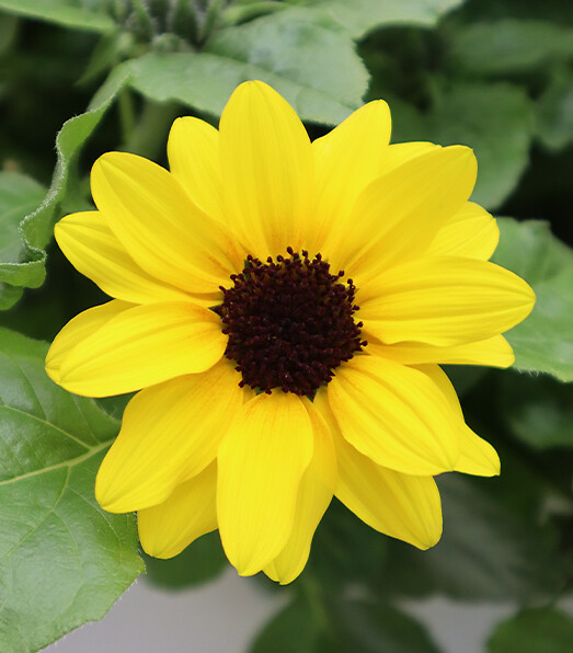 Helianthus annuus Sol Seeker™ Honey
