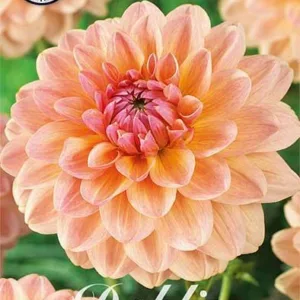 Dahlia Sturm Sweet Maria