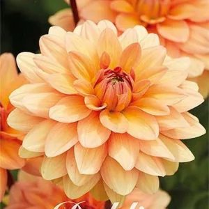 Dahlia Yelno Harmony