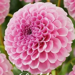 Dahlia Stolze Von Berlin
