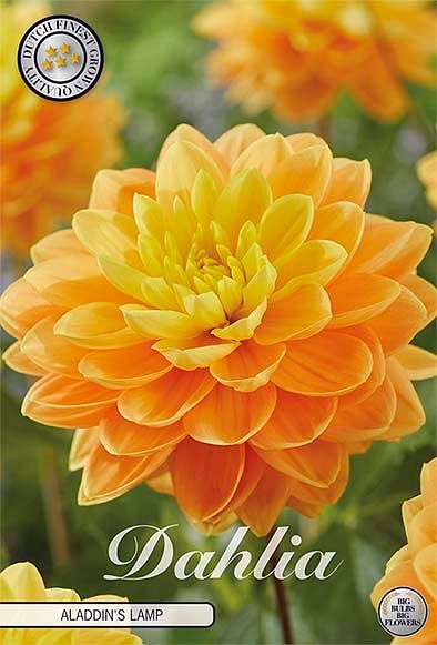 Dahlia Aladdin'S Lamp