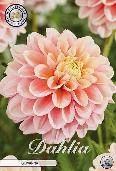 Dahlia Giovanna