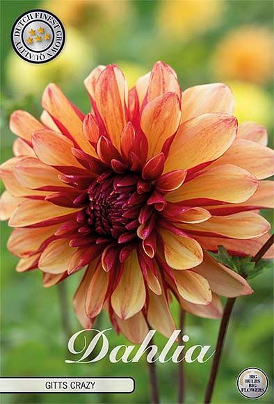 Dahlia Garden Wonder