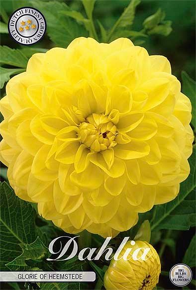 Dahlia Glorie of Heemstede