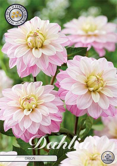 Dahlia Orion