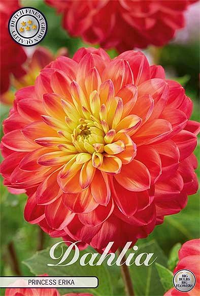 Dahlia Princess Erica