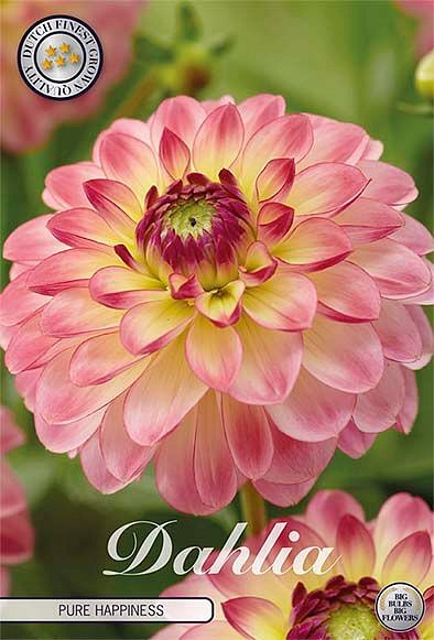 Dahlia Pure Happiness