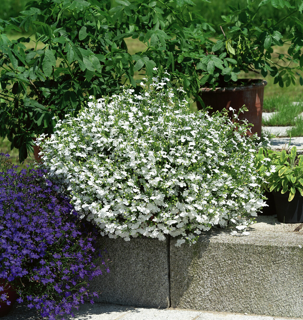 Lobelia erinus Suntropics® White