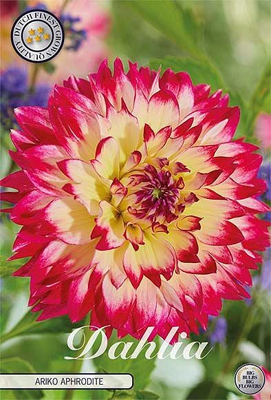 Dahlia Ariko Aphrodite