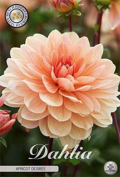 Dahlia Apricot Desiree