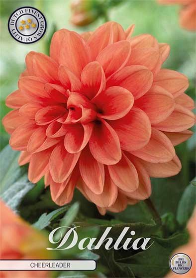 Dahlia Cheerleader