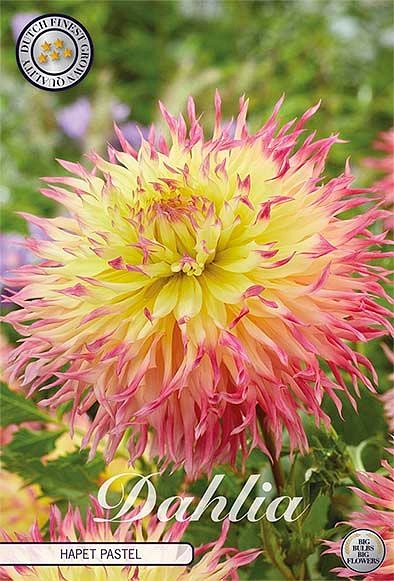 Dahlia Hapet Pastel