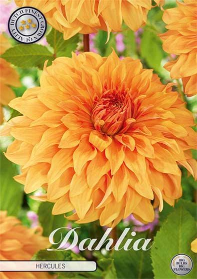 Dahlia Hercules