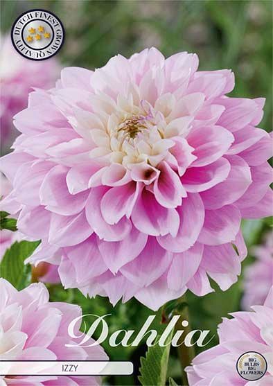 Dahlia Izzy