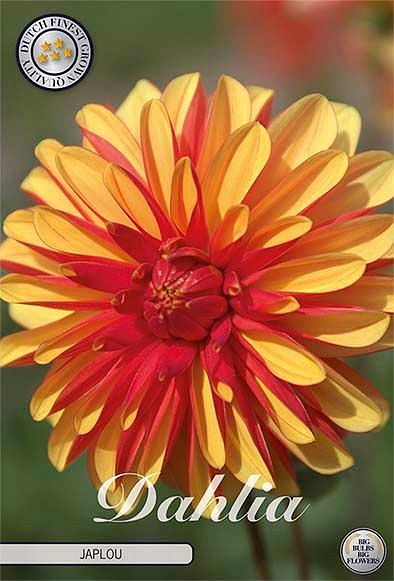 Dahlia Japlou