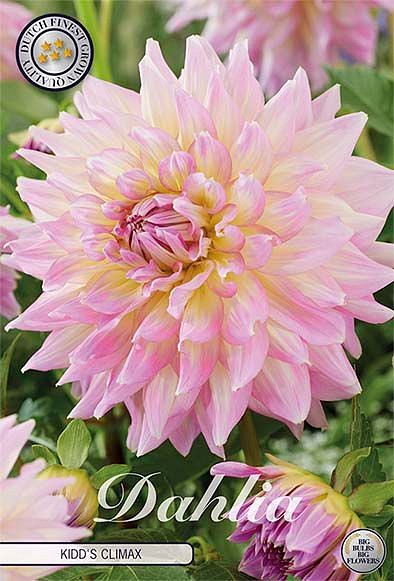 Dahlia Kidd'S Climax