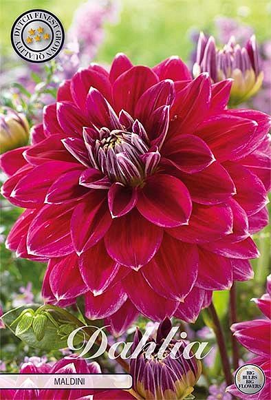 Dahlia Maldini