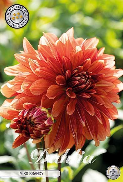 Dahlia Miss Brandy