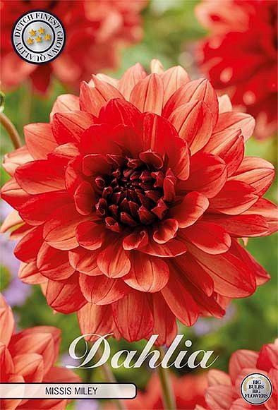 Dahlia Missis Miley