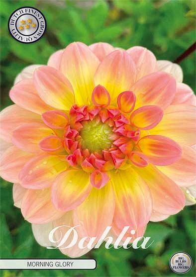 Dahlia Morning Glory