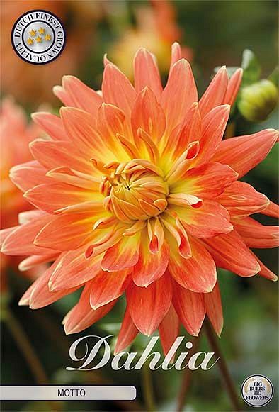 Dahlia Motto