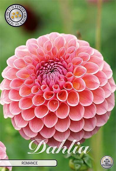 Dahlia Romance