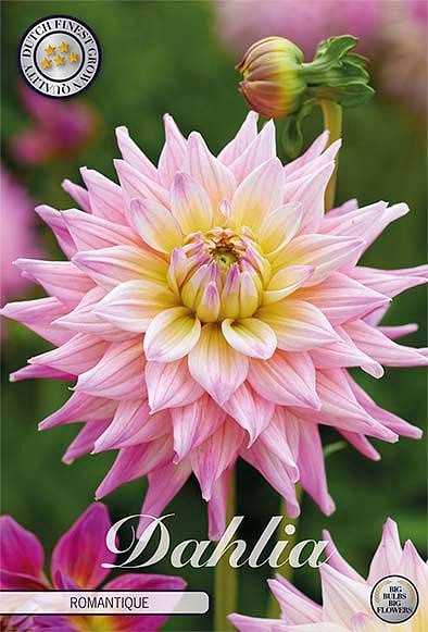 Dahlia Romantique