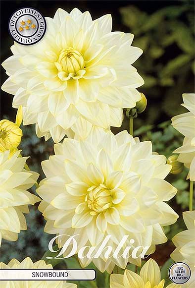 Dahlia Snowbound