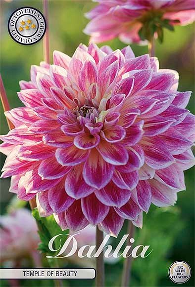 Dahlia Temple Of Beauty