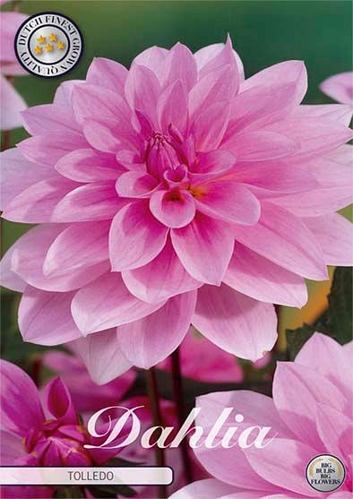 Dahlia Tolledo