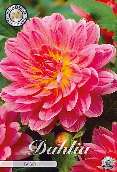 Dahlia Twiggy