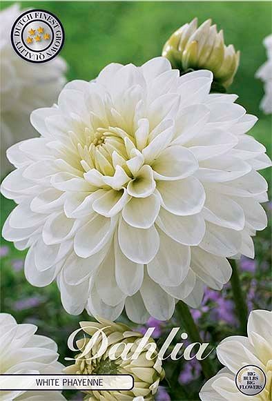 Dahlia White Phayenne