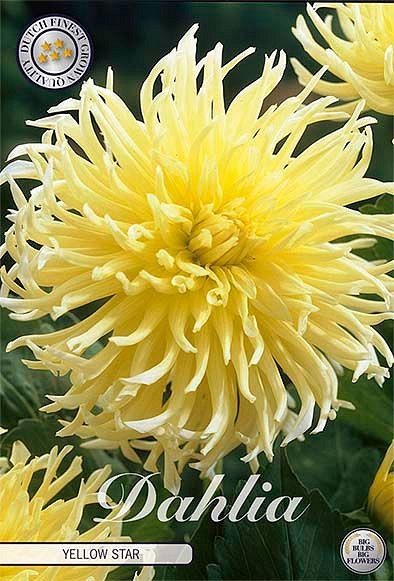 Dahlia Yellow Star