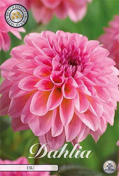 Dahlia Esli