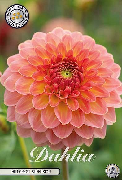 Dahlia Hillcrest Suffusion