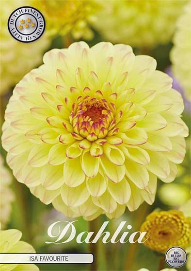 Dahlia Isa Favourite