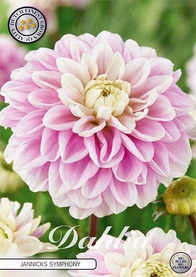 Dahlia Jannicks Symphony