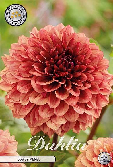 Dahlia Jowey Merel