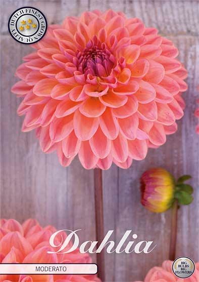 Dahlia Moderato