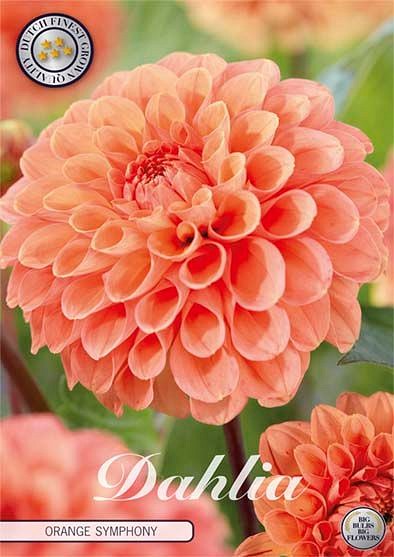 Dahlia Orange Symphony