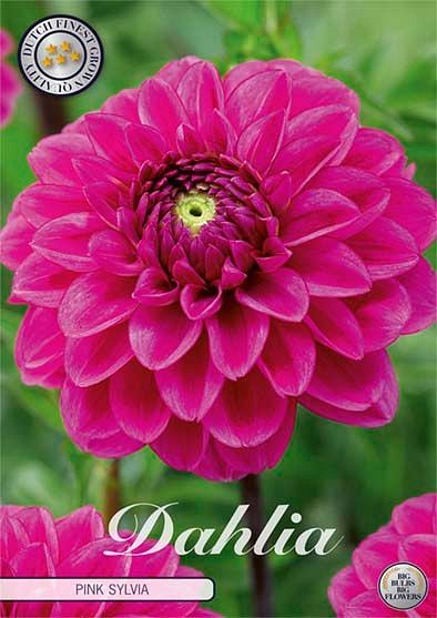 Dahlia Pink Sylvia