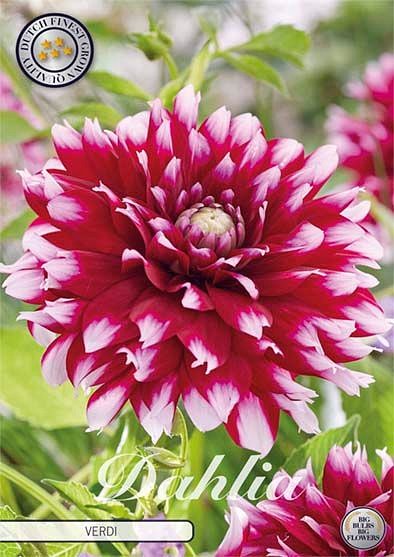 Dahlia Verdi
