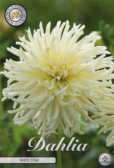 Dahlia White Star