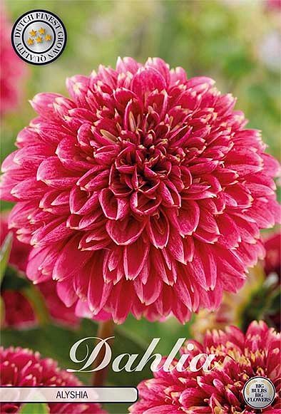 Dahlia Alyshia