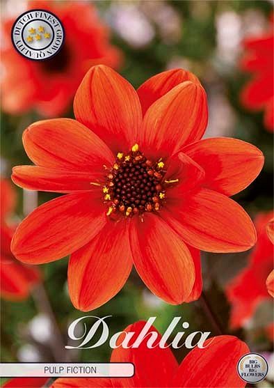 Dahlia Pulp Fiction