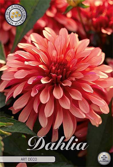 Dahlia Art Deco